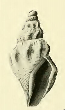 Bathytoma profundis